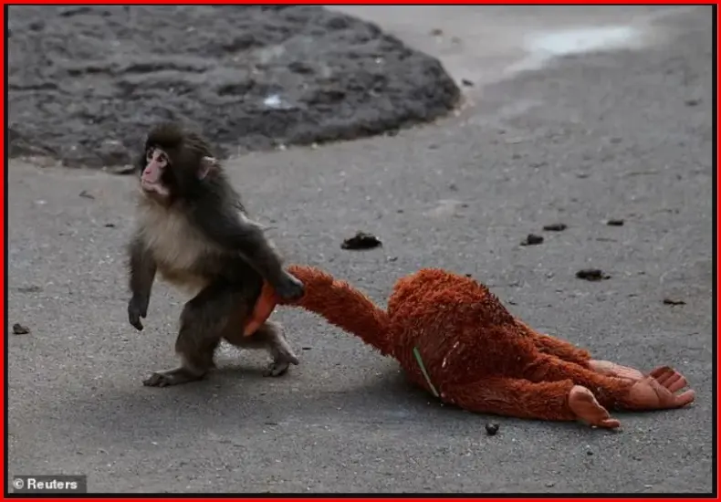punch the monkey — TW news