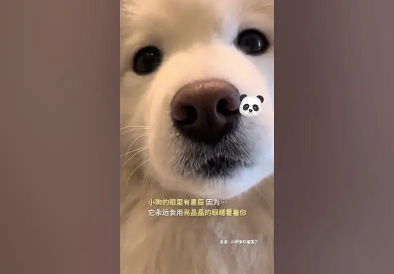 國際小狗日 — TW news