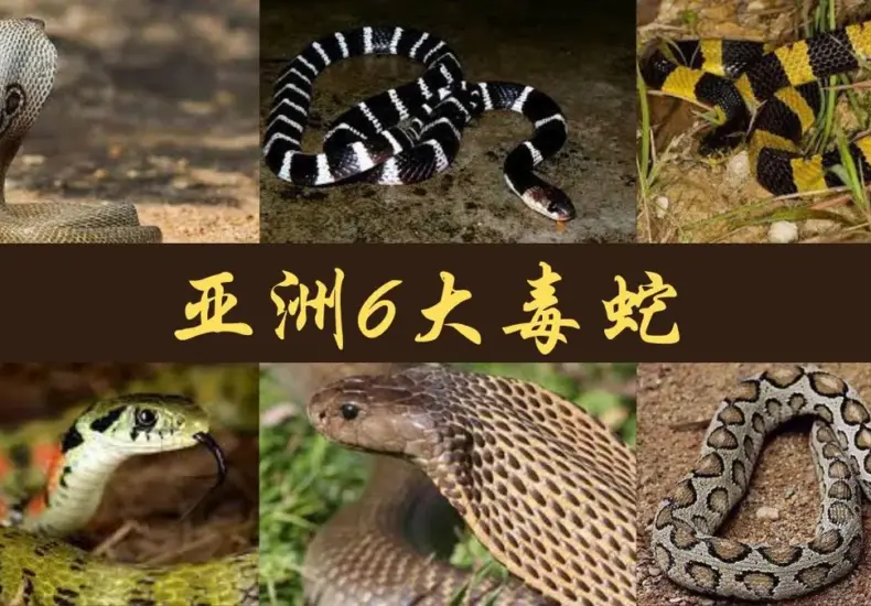 毒蛇 — TW news