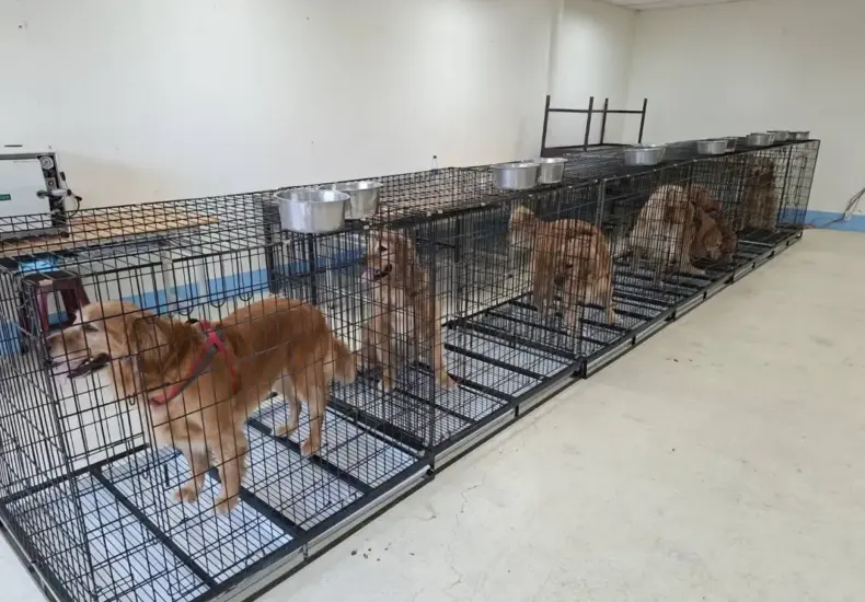 獵犬不打獵 — TW news